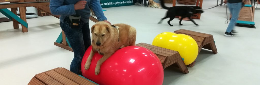Tricks und mehr MOBILITAS Physiotherapie für Hunde &amp; Katzen